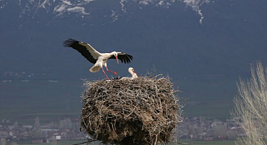 Baharın habercileri yuvalarına dönmeye başladı