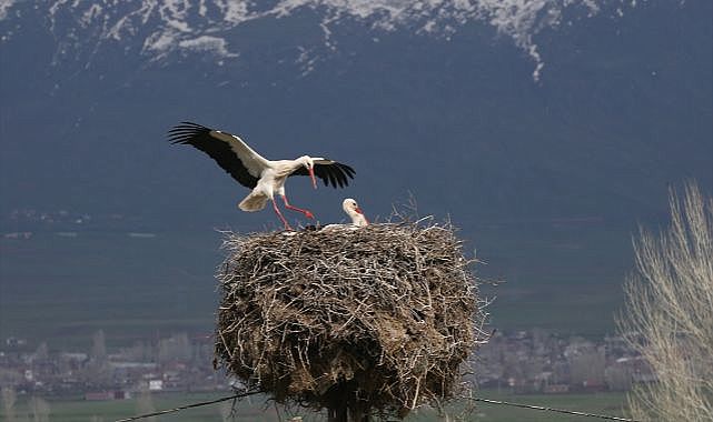 Baharın habercileri yuvalarına dönmeye başladı