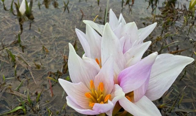 Baharın  habercisi  çiğdemler  açtı