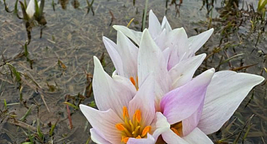 Baharın  habercisi  çiğdemler  açtı