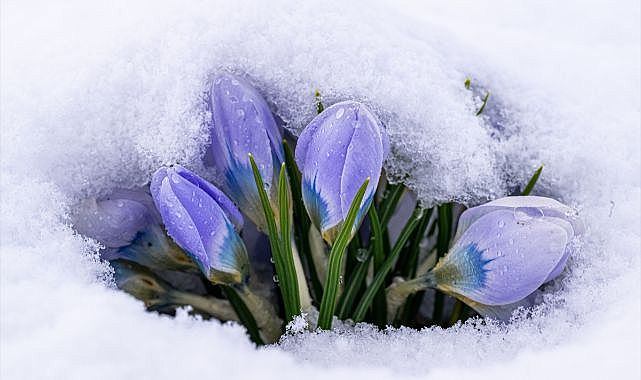 Baharın müjdecileri kar altında kaldı