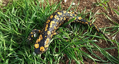 Baharla birlikte gün yüzüne çıktılar