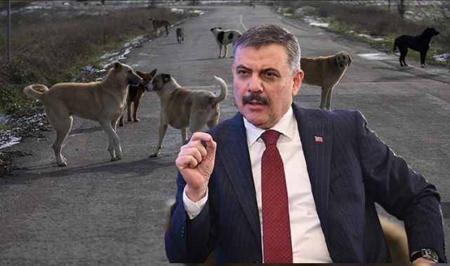 Bakan Çiftçi rakam verdi! Sahipsiz köpeklerin yüzde 75'i toplandı