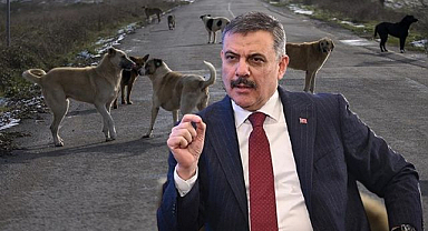 Bakan Çiftçi rakam verdi! Sahipsiz köpeklerin yüzde 75'i toplandı