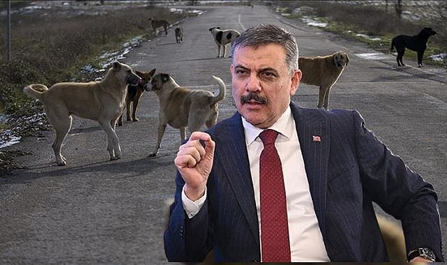 Bakan Çiftçi rakam verdi! Sahipsiz köpeklerin yüzde 75'i toplandı