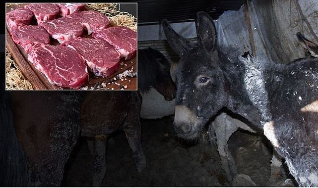 Bakanlık markayı açıkça ifşa etti: Vatandaşa at ve eşek eti yedirdiler