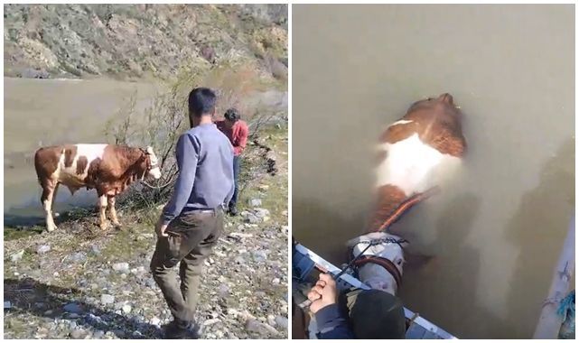 Balıkçıların ağına bu kez tosun takıldı