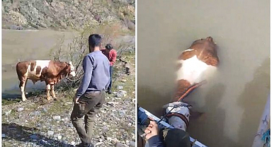 Balıkçıların ağına bu kez tosun takıldı