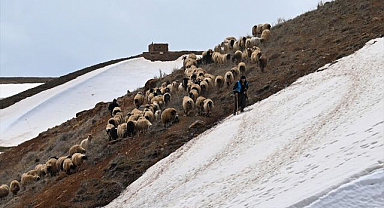 Besiciler hayvanlarını meraya çıkarmaya başladı