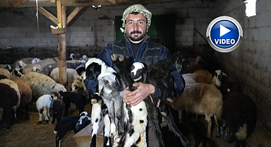 Besicilerde tatlı telaş