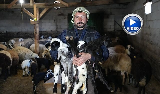 Besicilerde tatlı telaş