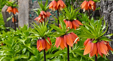 Bin 700 kilometre yol geldi! Ters lalelere hayran kaldı   