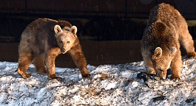 Bozayılar kış uykusundan uyanıyor