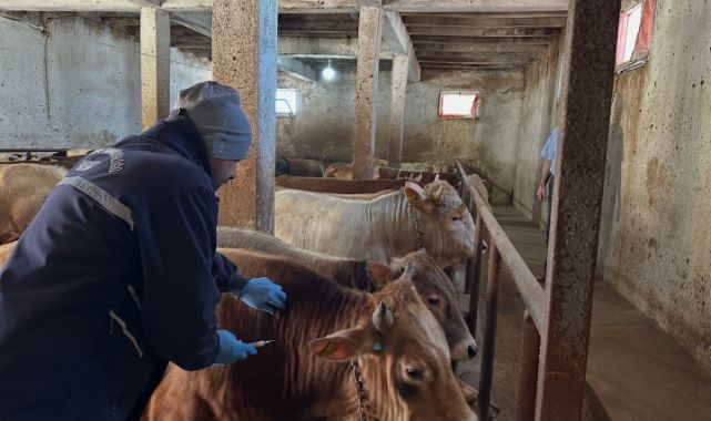 Büyükbaş hayvanlara şap aşısı yapıldı