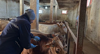 Büyükbaş hayvanlara şap aşısı yapıldı
