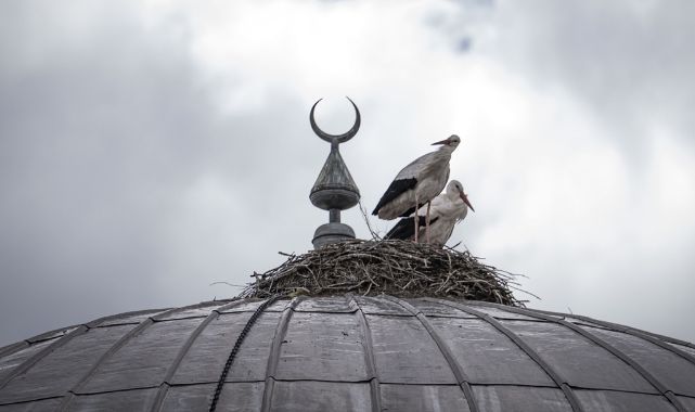 Cami kubbesine 16 yıldır yuva yapıyorlar