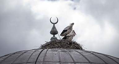 Cami kubbesine 16 yıldır yuva yapıyorlar