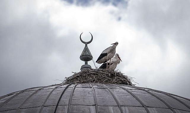 Cami kubbesine 16 yıldır yuva yapıyorlar