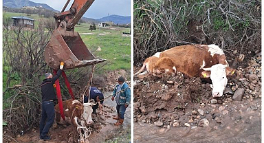 Çamura saplanan inek için seferber oldular