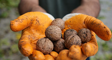 Ceviz üreticilerine antraknoz uyarısı   