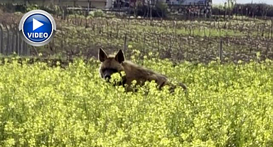 Çiçeklerle kaplı tarlada görüntülendi