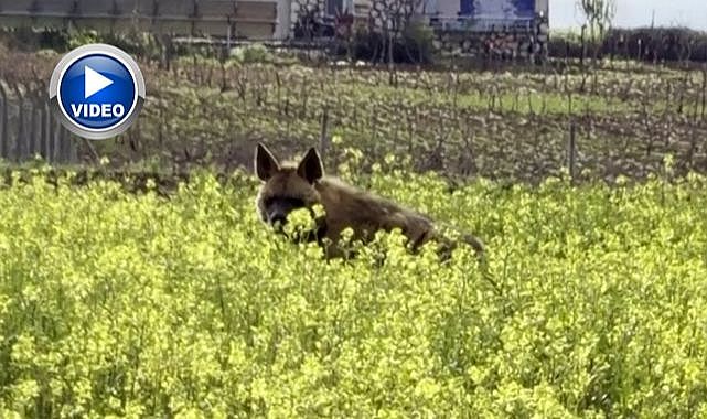 Çiçeklerle kaplı tarlada görüntülendi