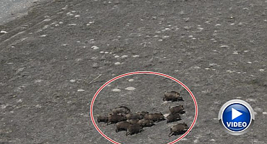 Çiftçilerin kabusu oldular!