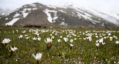 Çiğdemler doğaya renk kattı