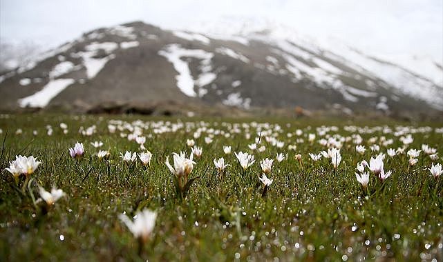 Çiğdemler doğaya renk kattı