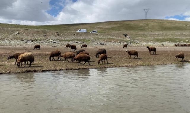 Çoban bulmak için 120 bin TL yetmiyor