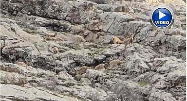 Dağ keçileri sürü halinde görüldü   