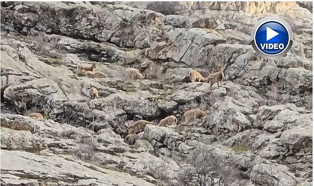 Dağ keçileri sürü halinde görüldü