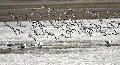 Doğanın canlanmasıyla göçmen kuşlar sulak alanlara akın etti