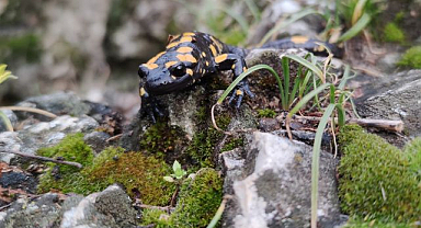 Doğanın gizli kahramanları iş başında