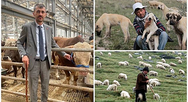 Doğu'da çoban krizi! 150 bin lira maaşa çalışacak kimse yok