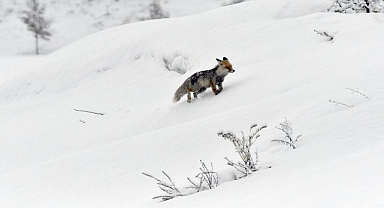 Doğu'da ilkbaharda kar etkili oldu