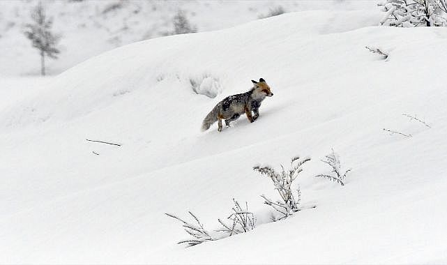 Doğu'da ilkbaharda kar etkili oldu