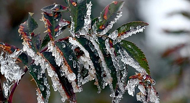 Doğu'da zirai don alarmı! Erzurum için risk yok