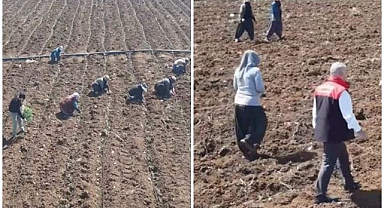 Domates üretiminde yeni sezon başladı