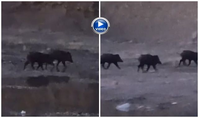 Domuz sürüsü görüntülendi