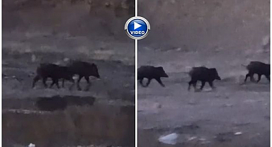 Domuz sürüsü görüntülendi