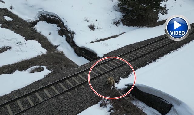 Drone ile karşılaşan boz ayı kamerada