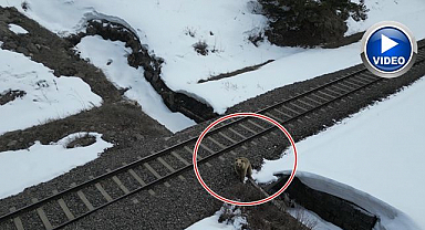 Drone ile karşılaşan boz ayı kamerada