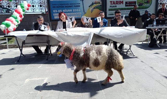 En güzel kuzuya 15 bin liralık ödül