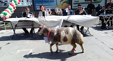 En güzel kuzuya 15 bin liralık ödül