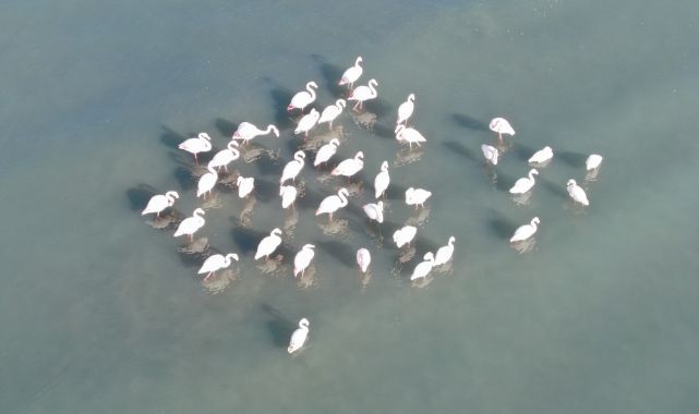 Erçek Gölü’nde flamingo şöleni