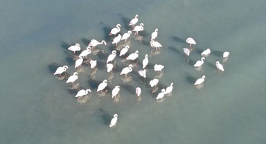 Erçek Gölü’nde flamingo şöleni