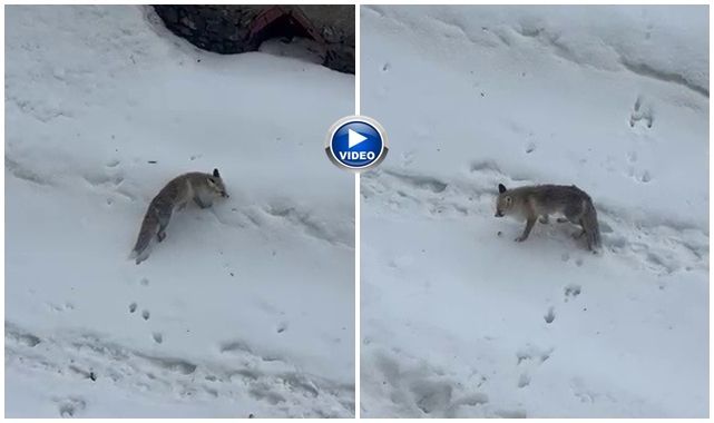 Erzurum'da bahçeye giren tilkiyi ev sahibi besledi