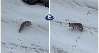 Erzurum’da bahçeye giren tilkiyi ev sahibi besledi