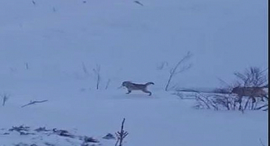 Erzurum'da kurtlar köye saldırdı, kangallar engelledi